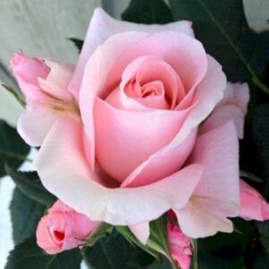 'Sweet Love Forever'â¢